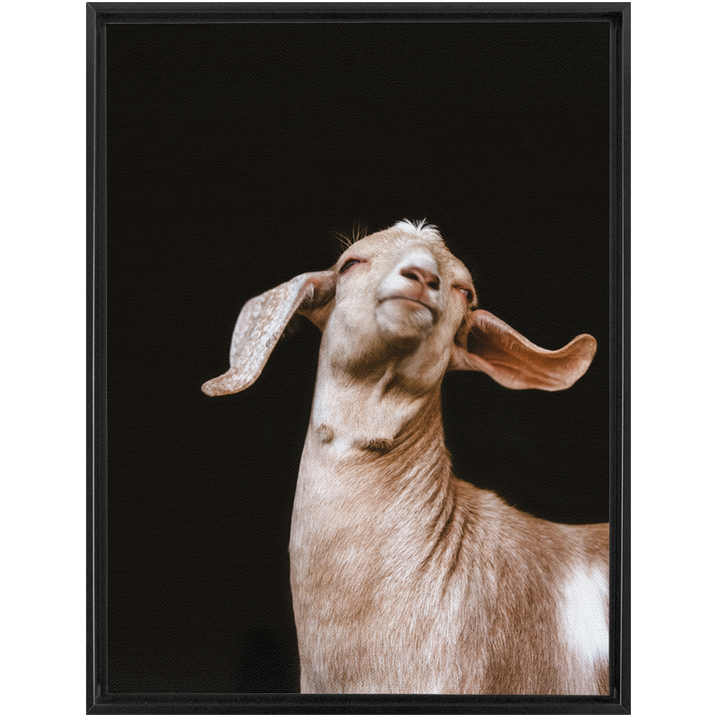 Happy Goat Series 1, Framed Canvas