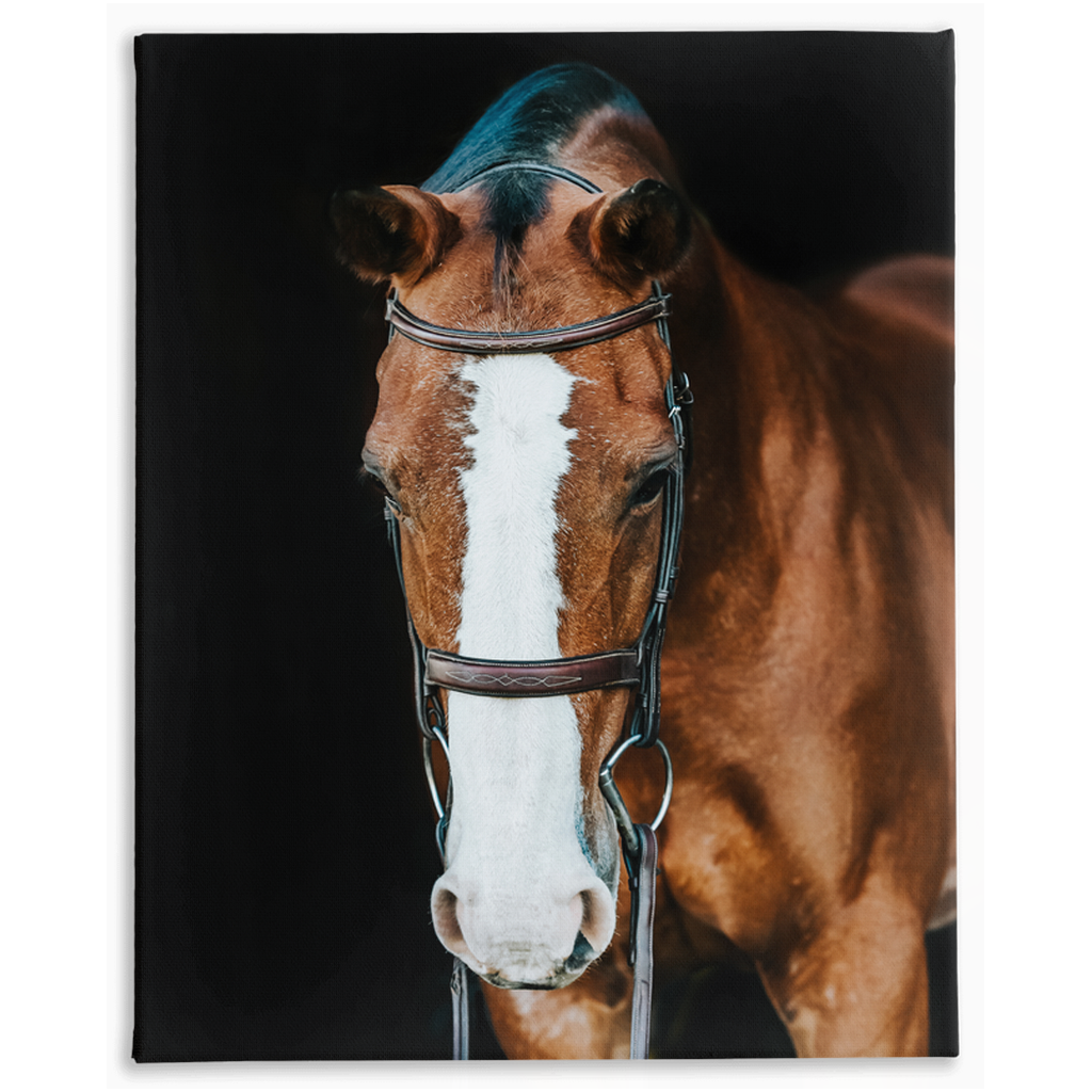 Huntsman Series 6, Stretched Canvas