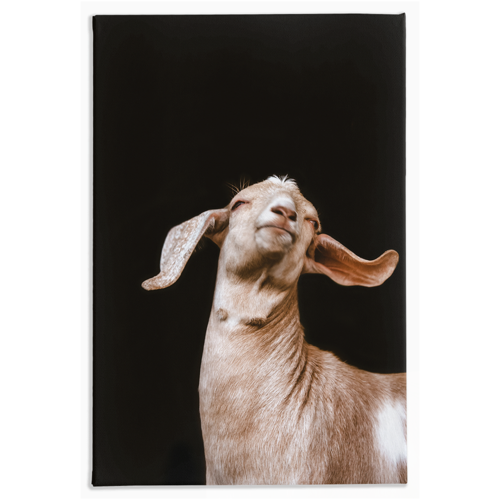 Happy Goat Series 1, Stretched Canvas