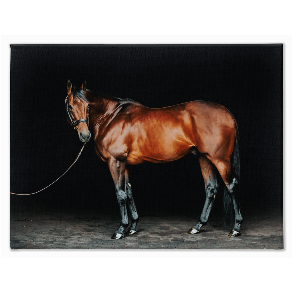 American Pharoah Series 1, Stretched Canvas