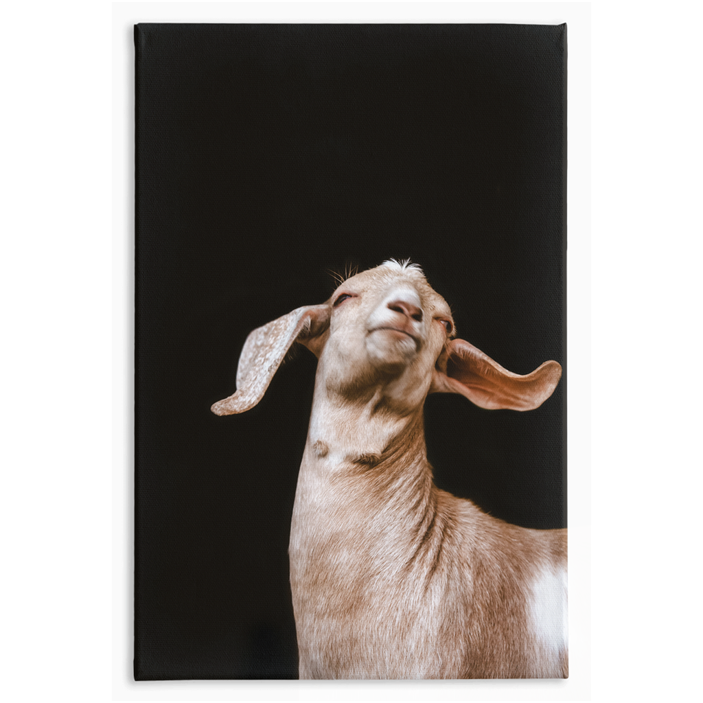 Happy Goat Series 1, Stretched Canvas