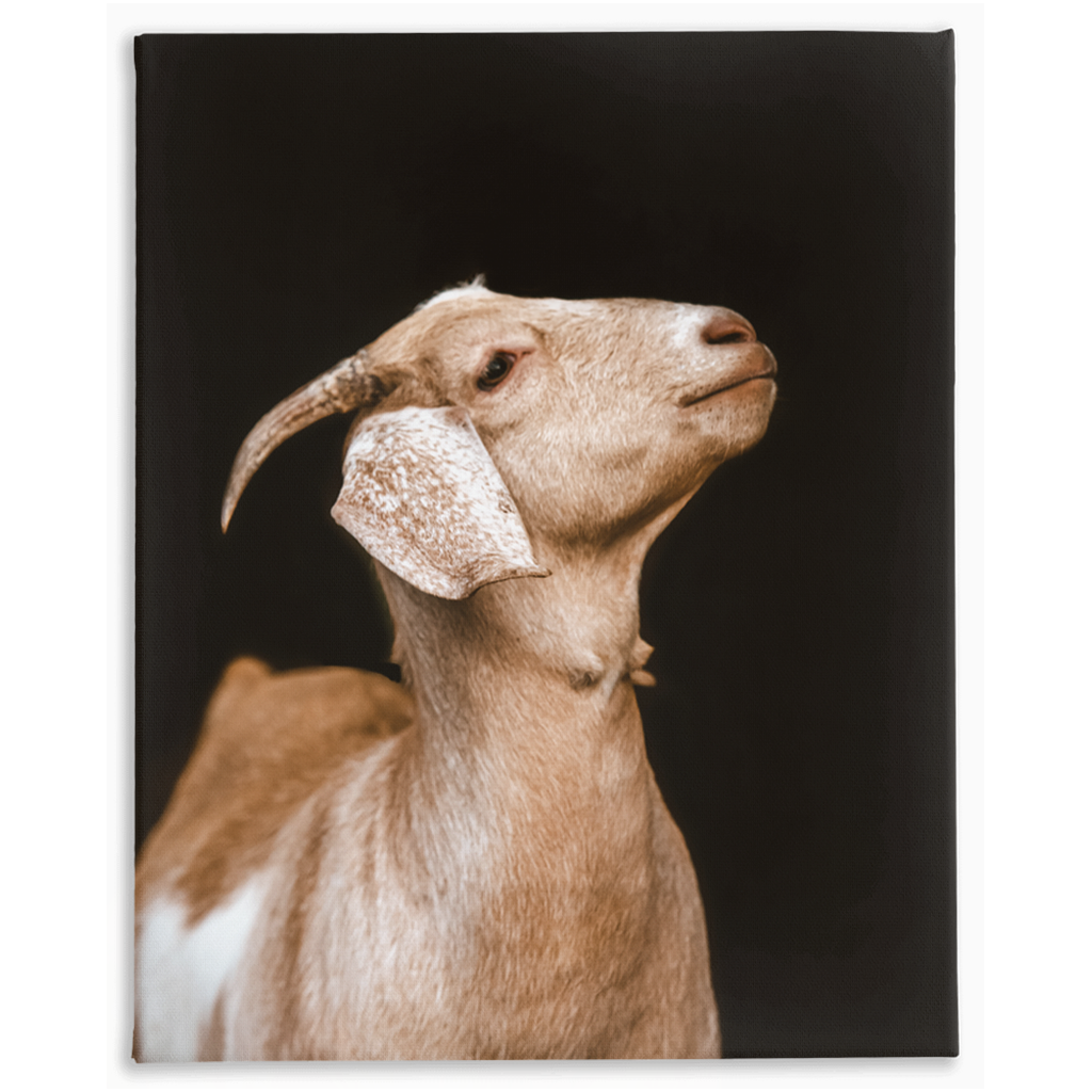 Happy Goat Series 2, Stretched Canvas