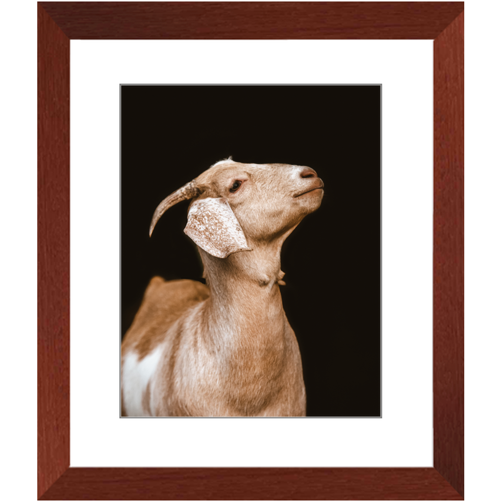 Happy Goat Series 2, Framed Print
