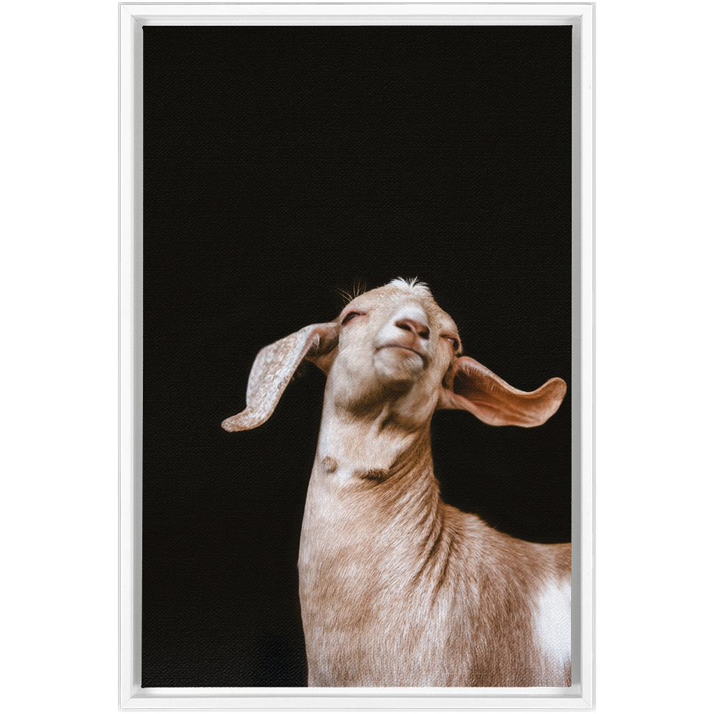 Happy Goat Series 1, Framed Canvas