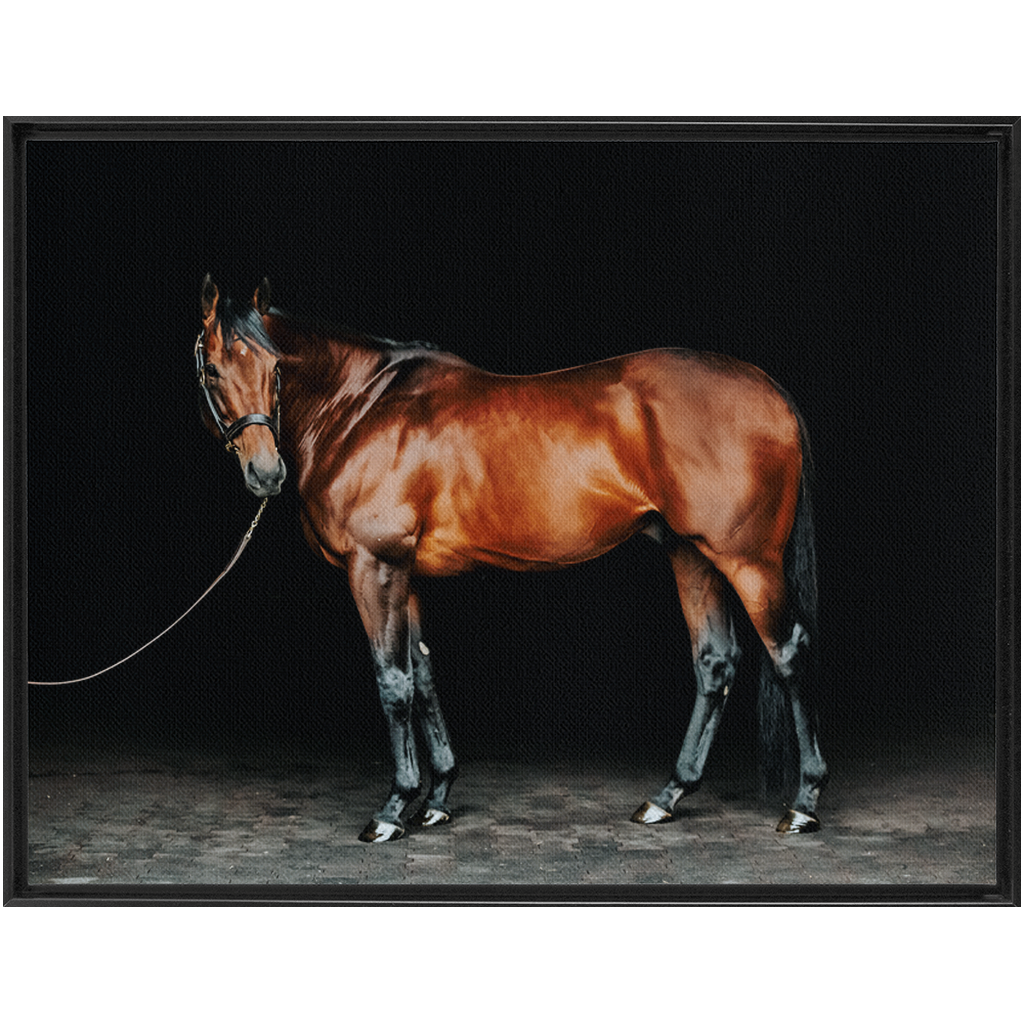 American Pharoah Series 1, Framed Canvas
