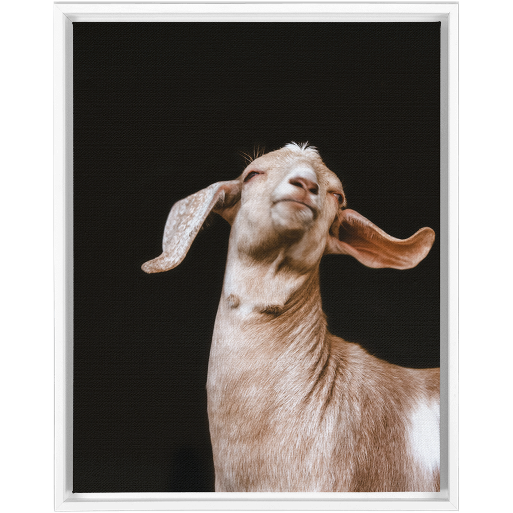 Happy Goat Series 1, Framed Canvas