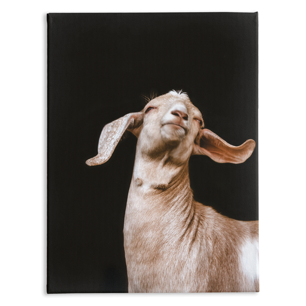Happy Goat Series 1, Stretched Canvas