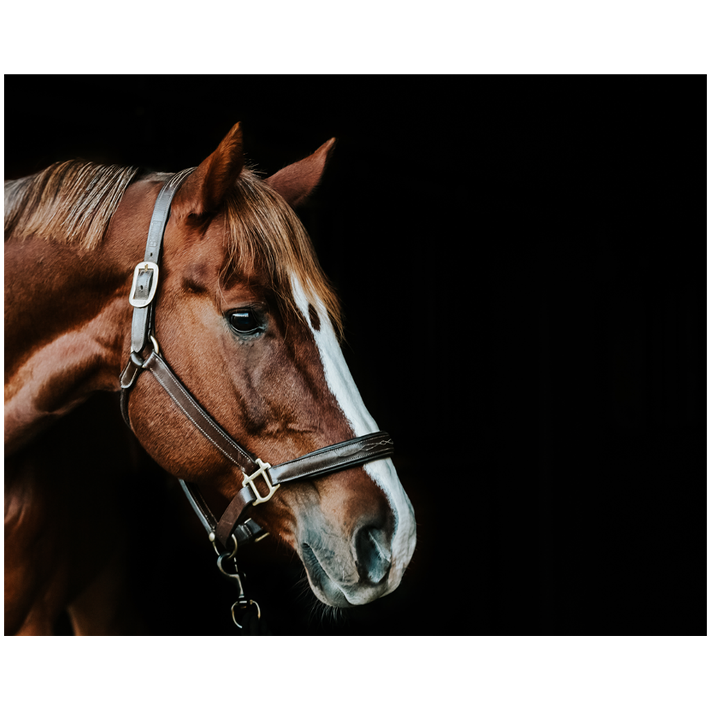 Django Series 5, Print