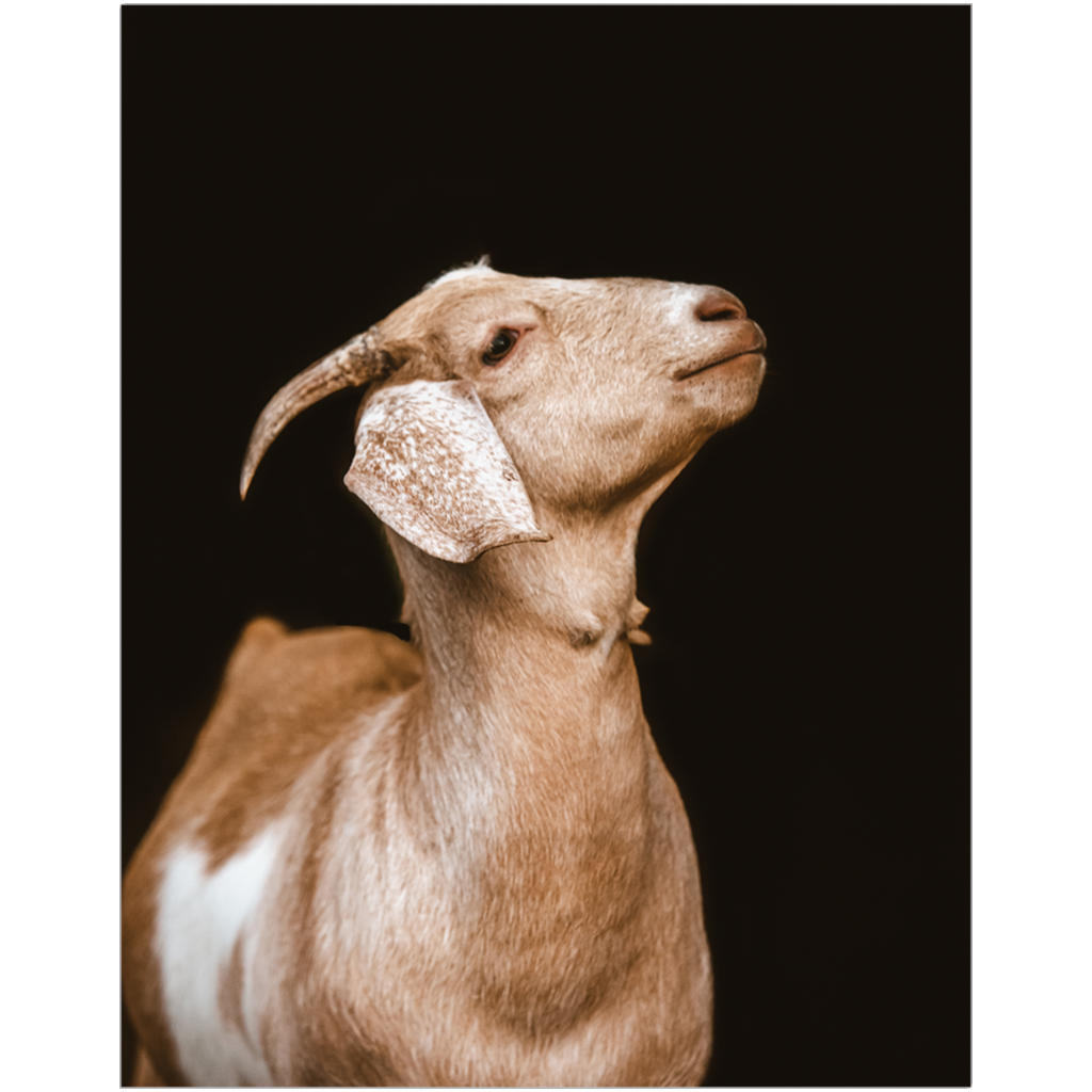 Happy Goat Series 2