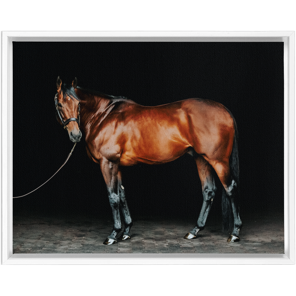 American Pharoah Series 1, Framed Canvas