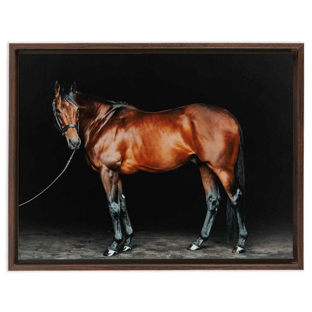 American Pharoah Series 1, Framed Canvas