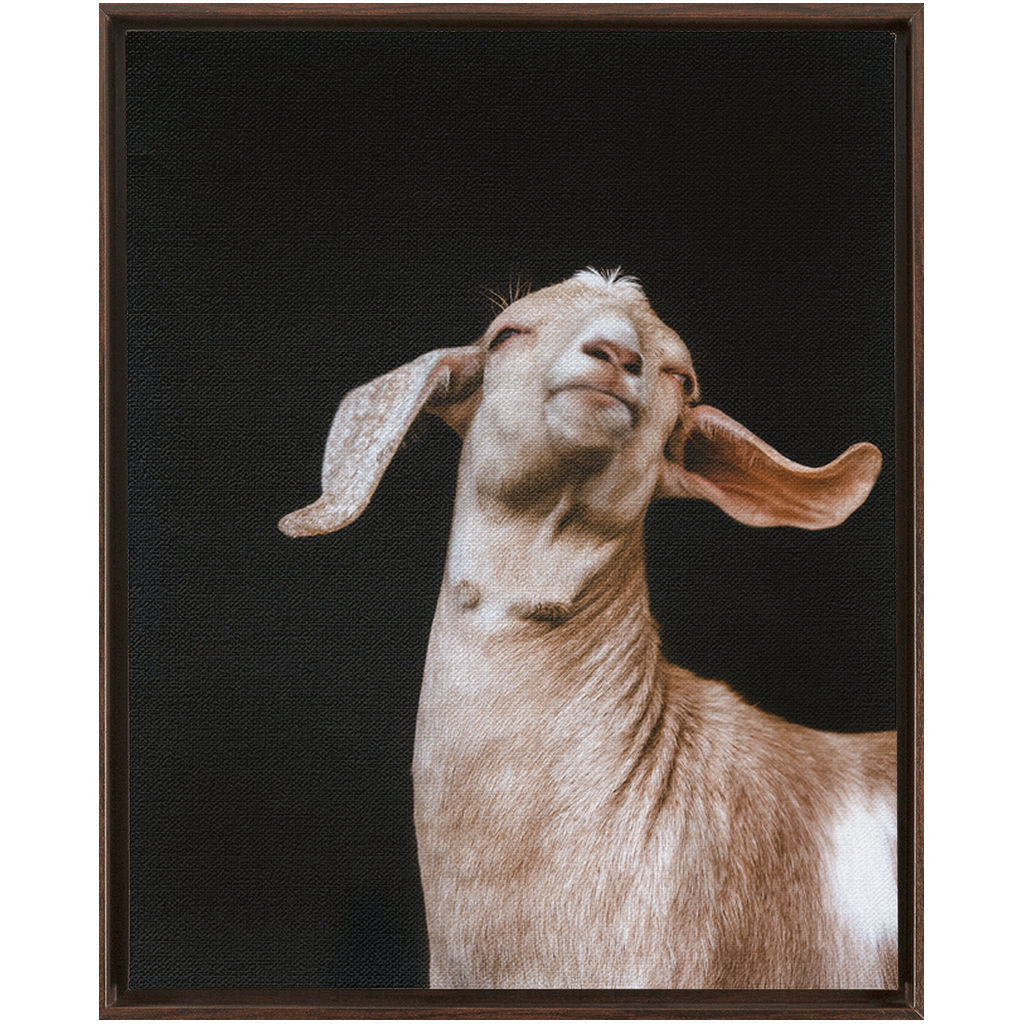 Happy Goat Series 1, Framed Canvas