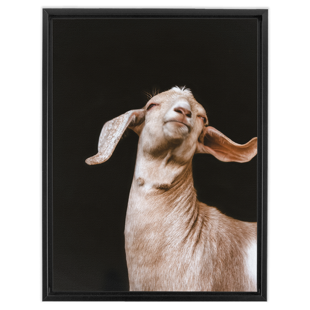 Happy Goat Series 1, Framed Canvas