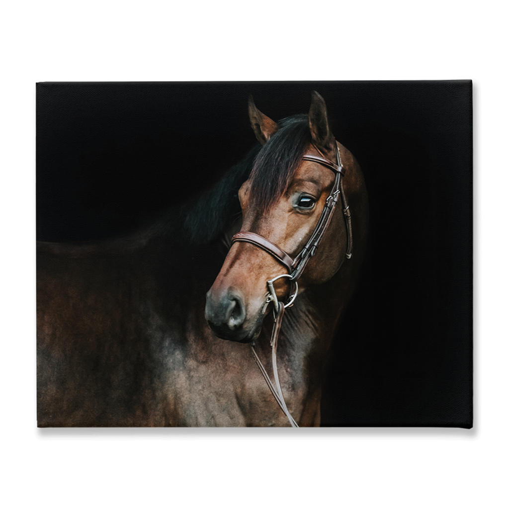 Jovial Series 2, Stretched Canvas