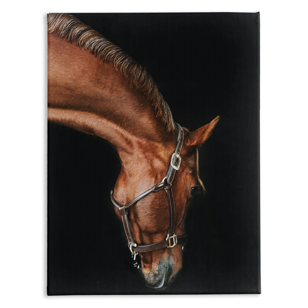 Django Series 6, Stretched Canvas
