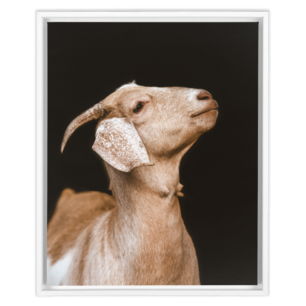 Happy Goat Series 2, Framed Canvas