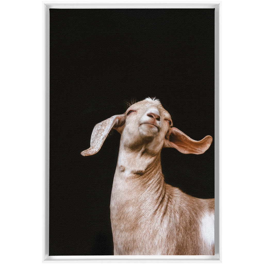 Happy Goat Series 1, Framed Canvas