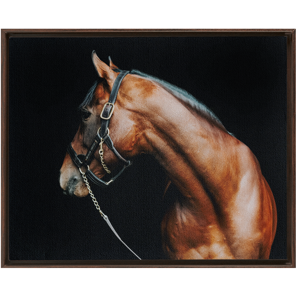 American Pharoah Series 5, Framed Canvas