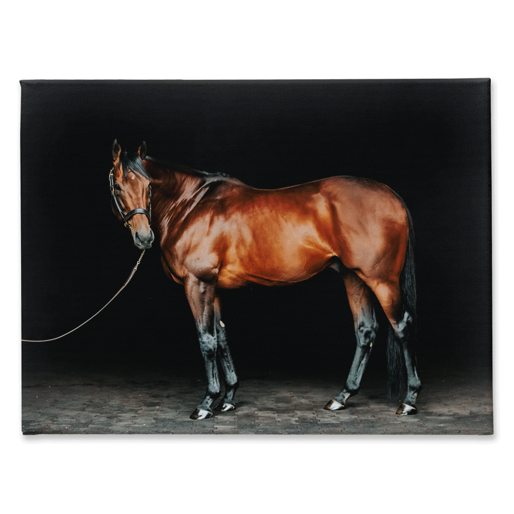 American Pharoah Series 1, Stretched Canvas