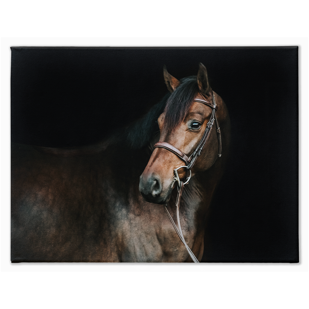 Jovial Series 2, Stretched Canvas