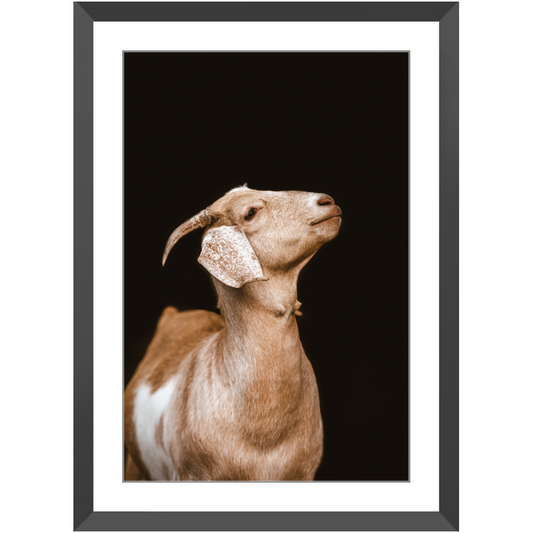 Happy Goat Series 2, Framed Print