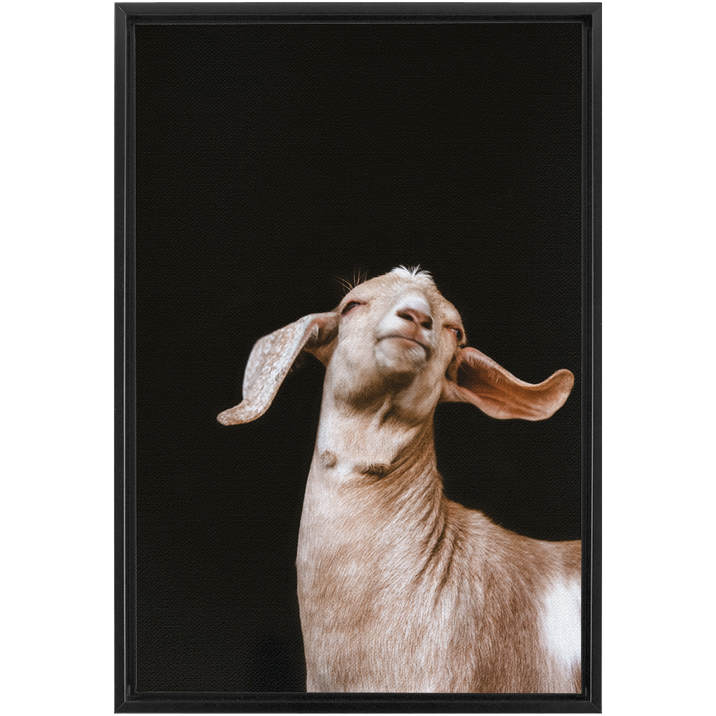 Happy Goat Series 1, Framed Canvas
