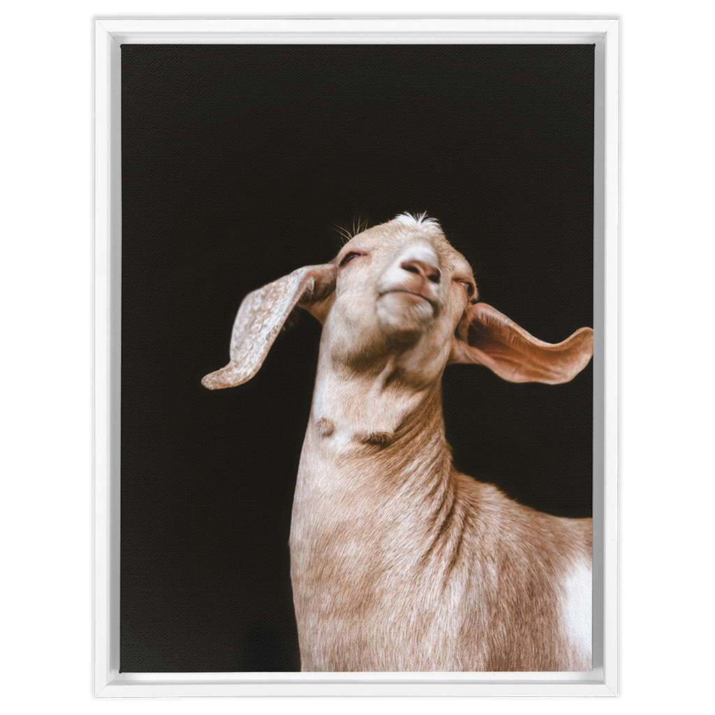 Happy Goat Series 1, Framed Canvas