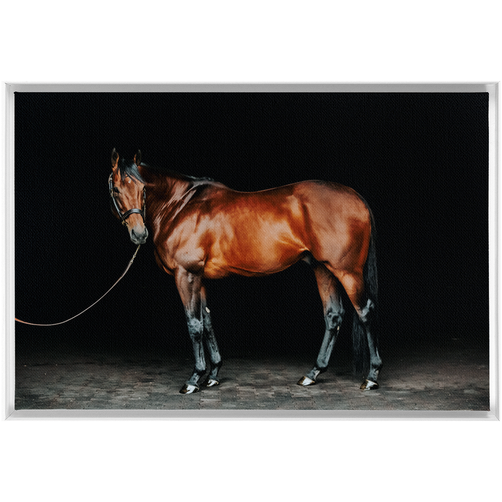 American Pharoah Series 1, Framed Canvas