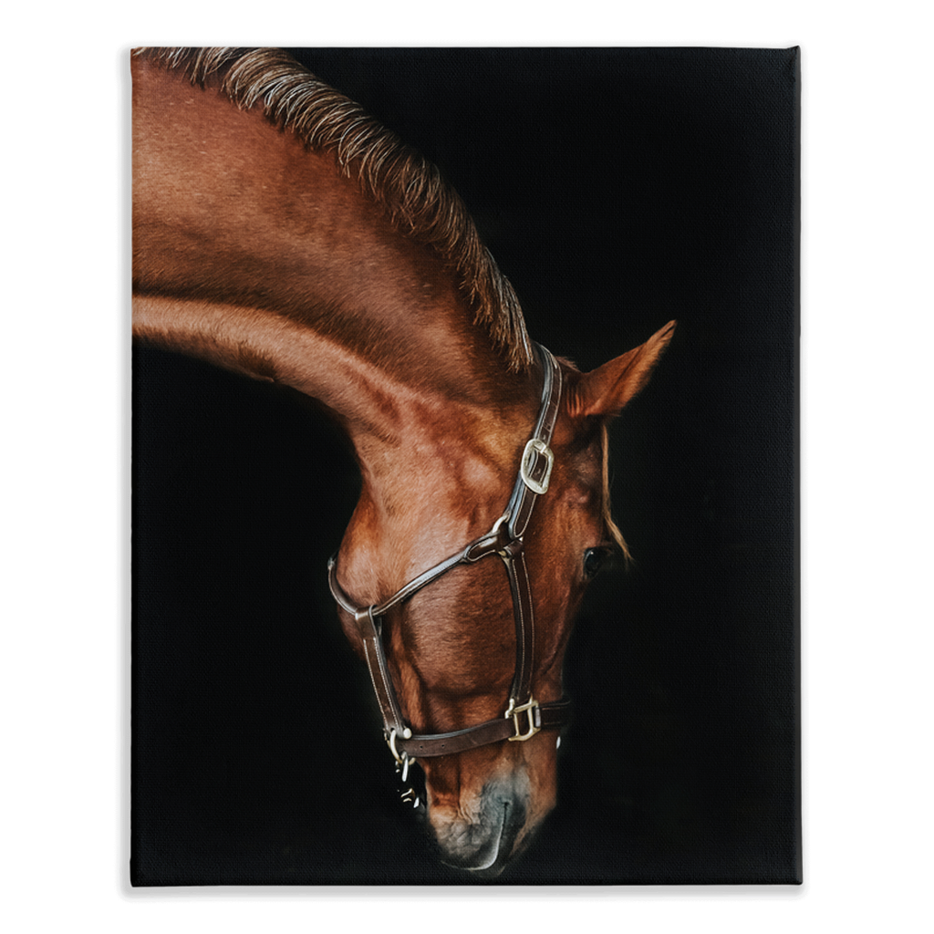 Django Series 6, Stretched Canvas