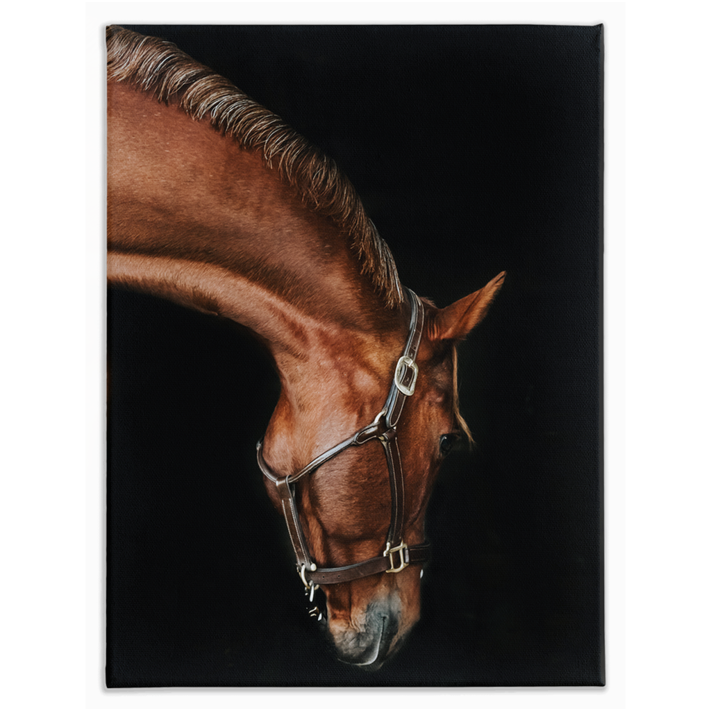 Django Series 6, Stretched Canvas