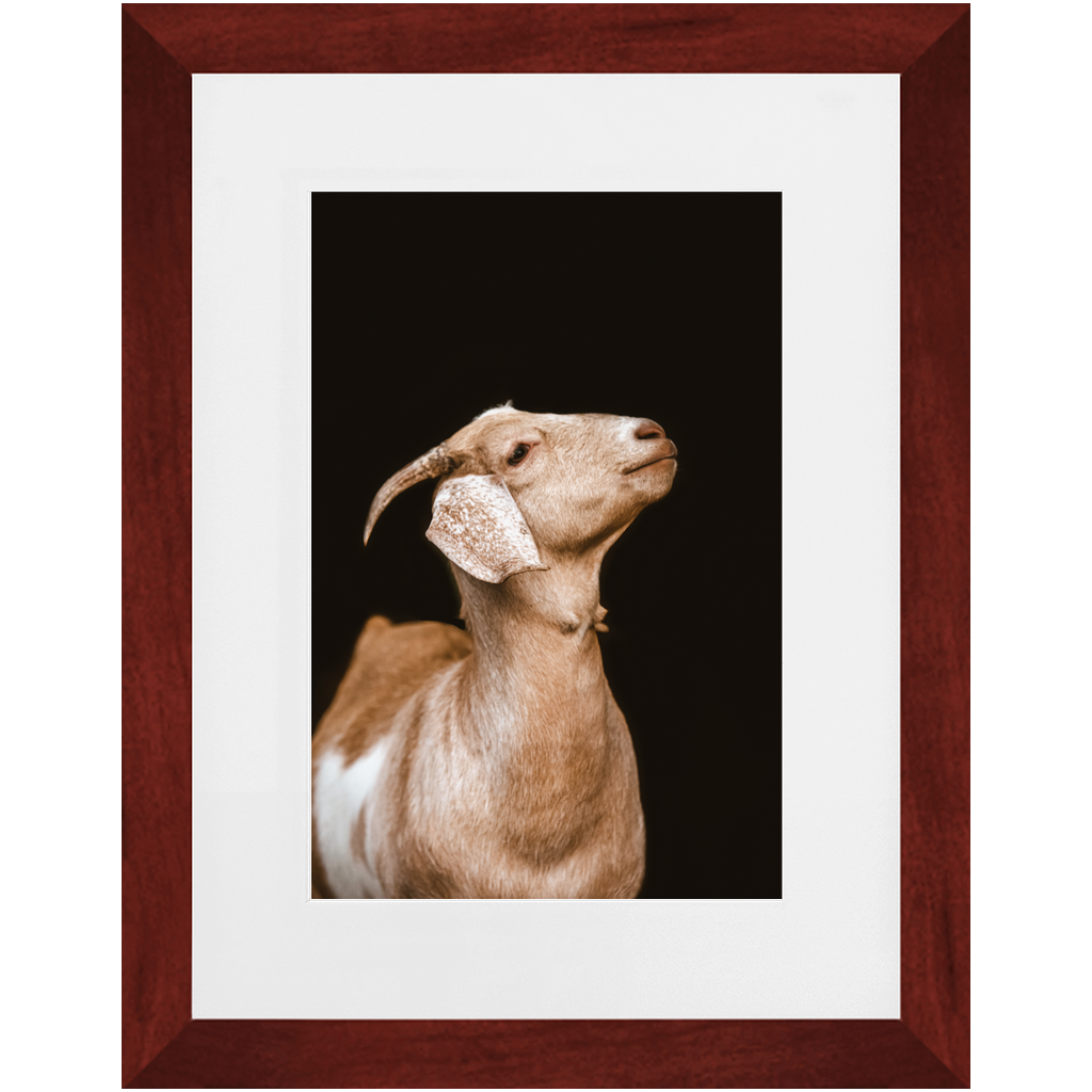 Happy Goat Series 2, Framed Print