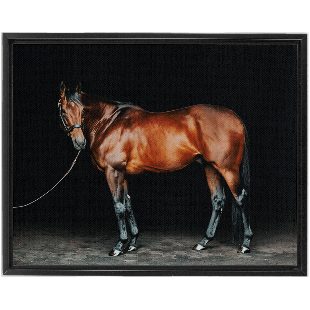 American Pharoah Series 1, Framed Canvas