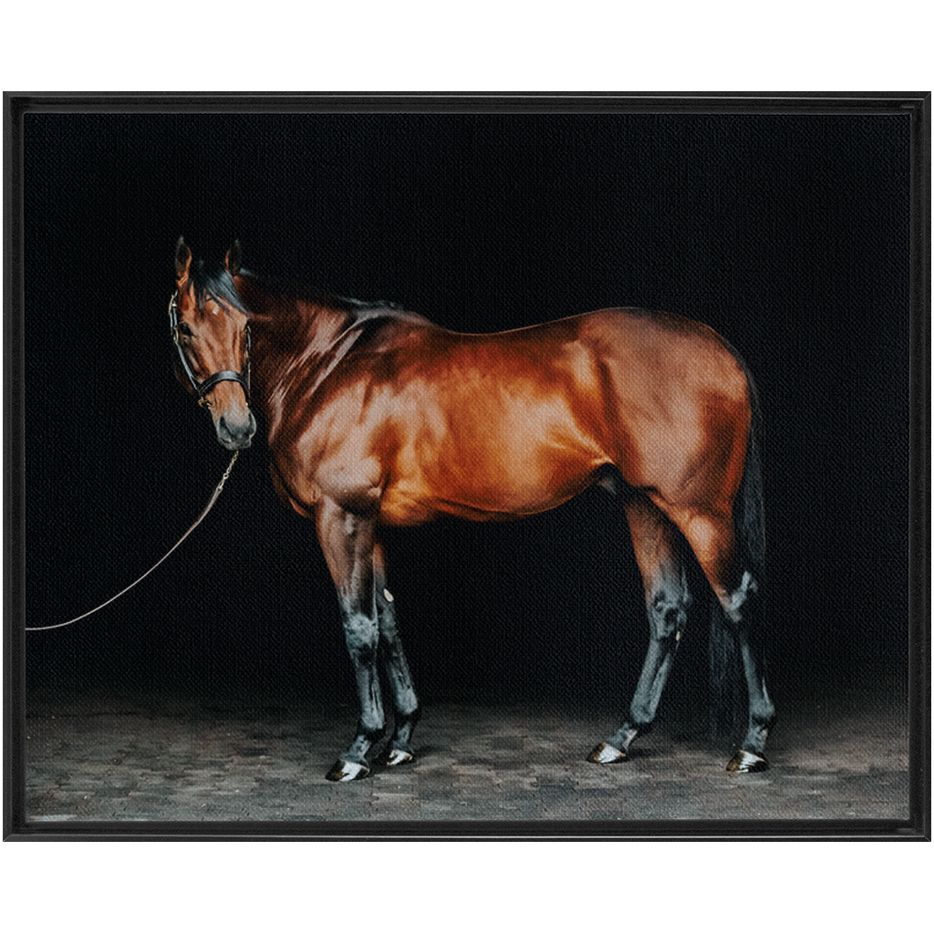 American Pharoah Series 1, Framed Canvas