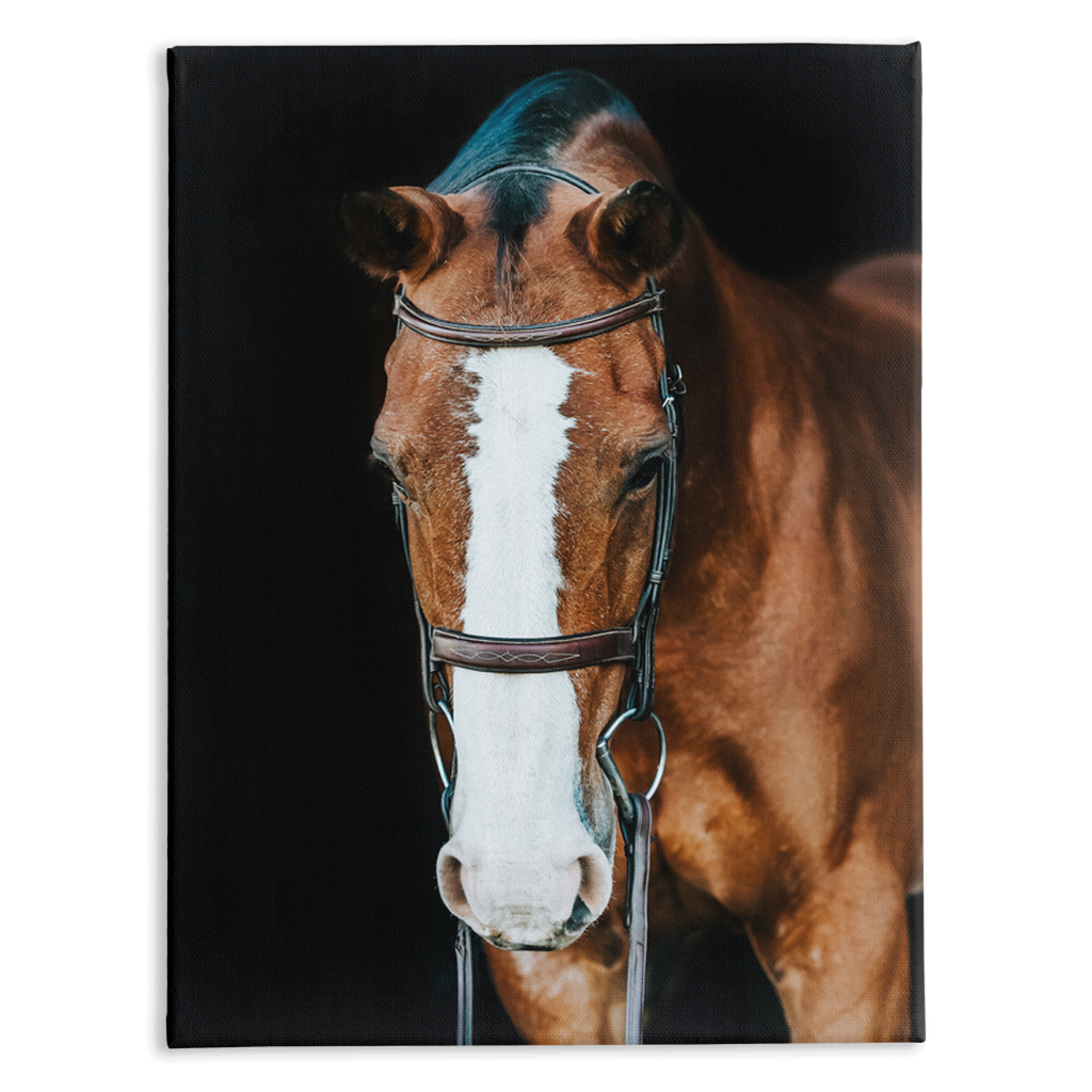 Huntsman Series 6, Stretched Canvas