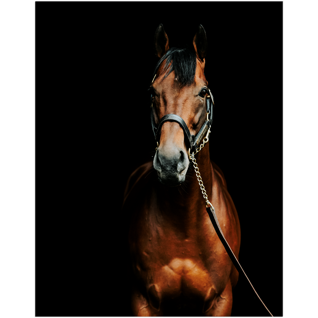 American Pharoah Series 4, Print