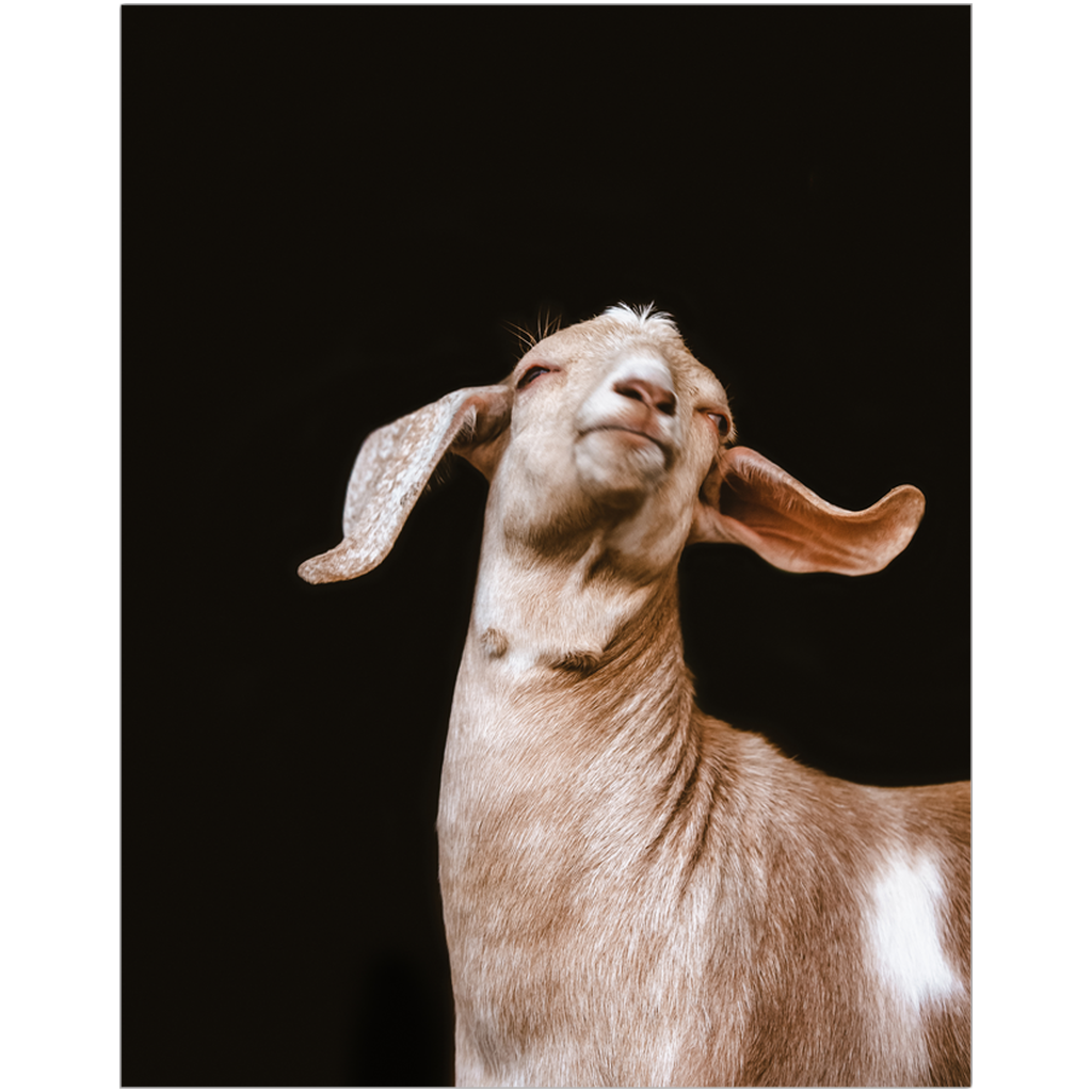 Happy Goat