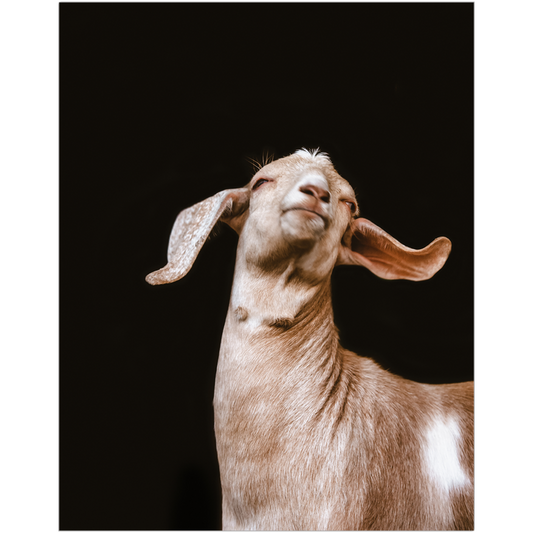 Happy Goat