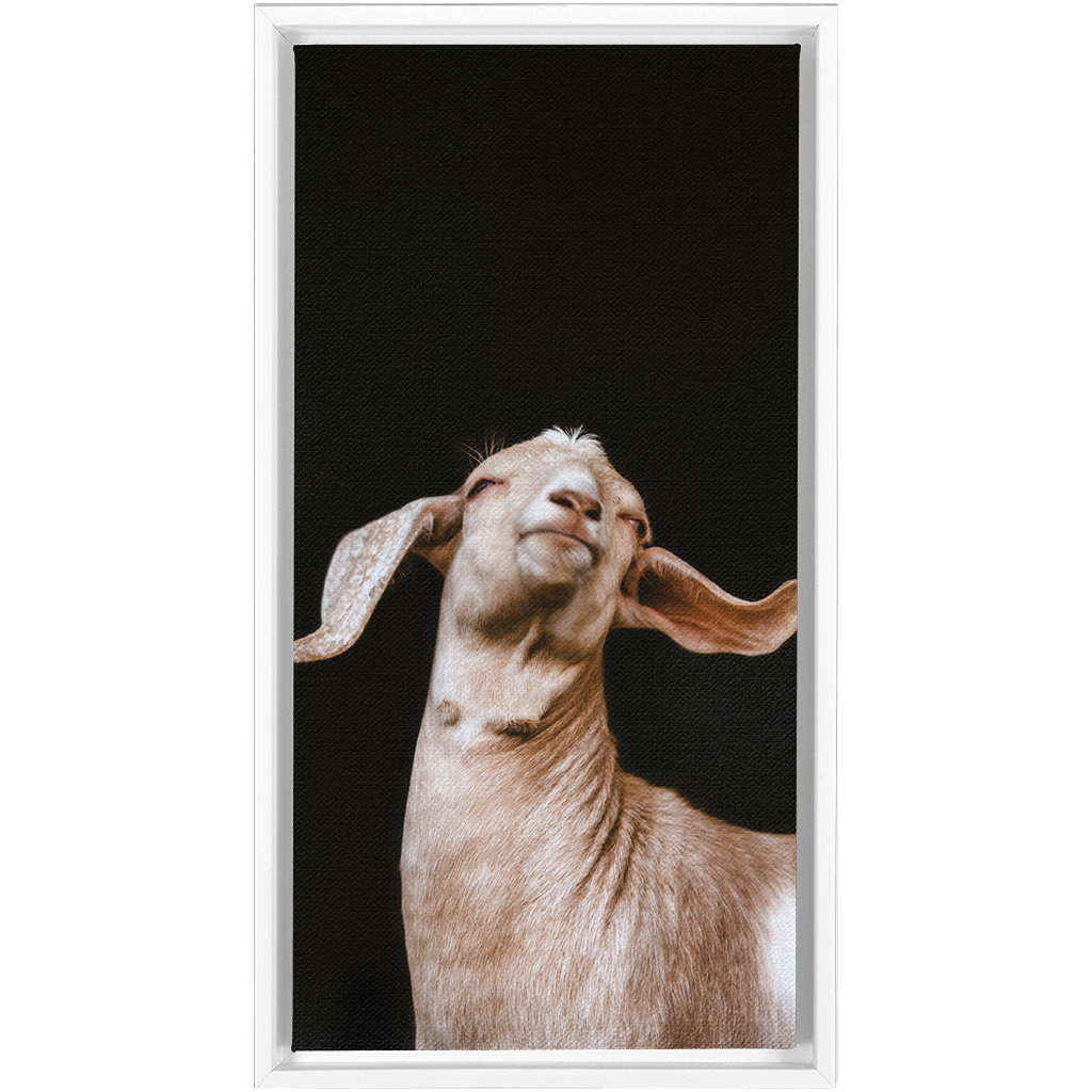 Happy Goat Series 1, Framed Canvas