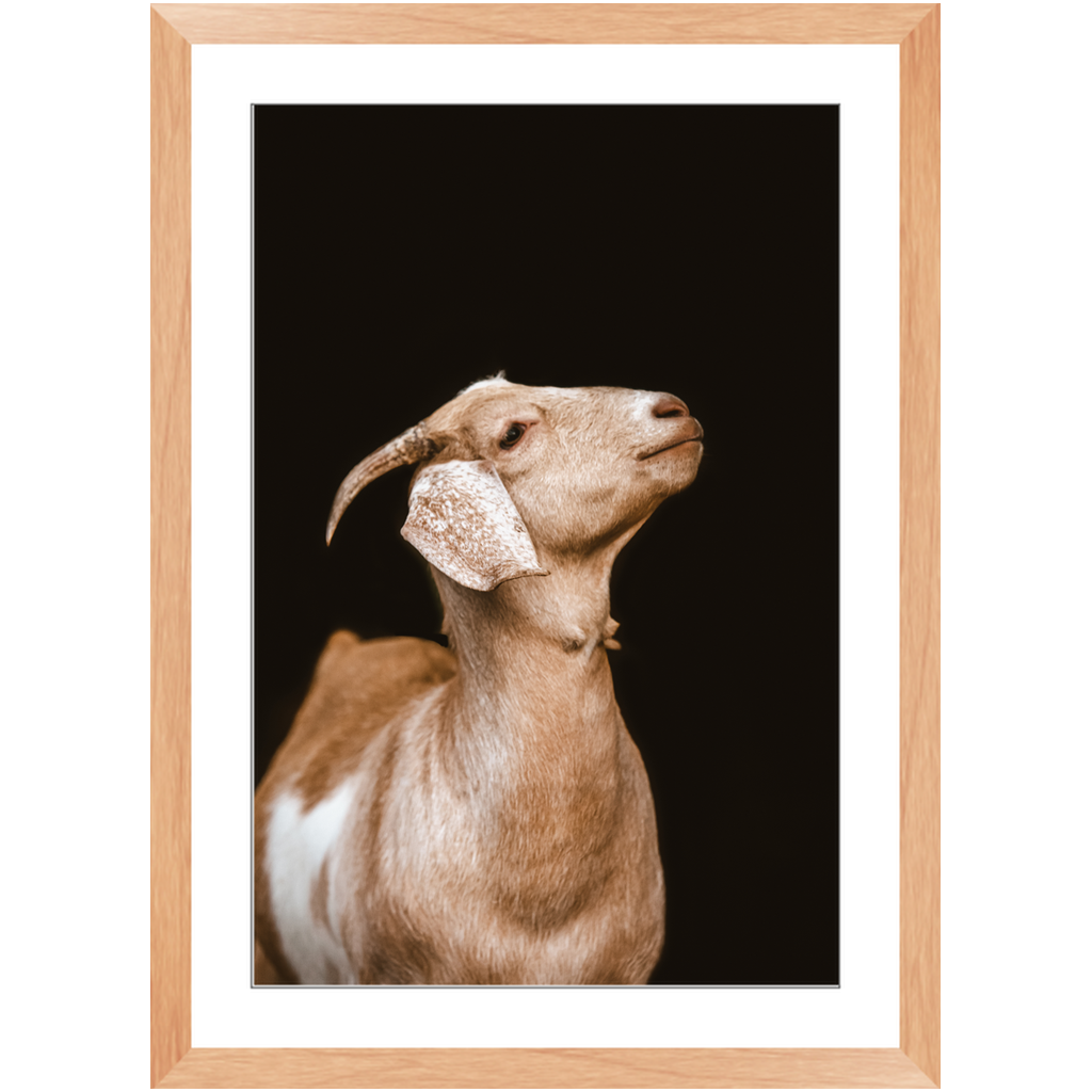 Happy Goat Series 2, Framed Print