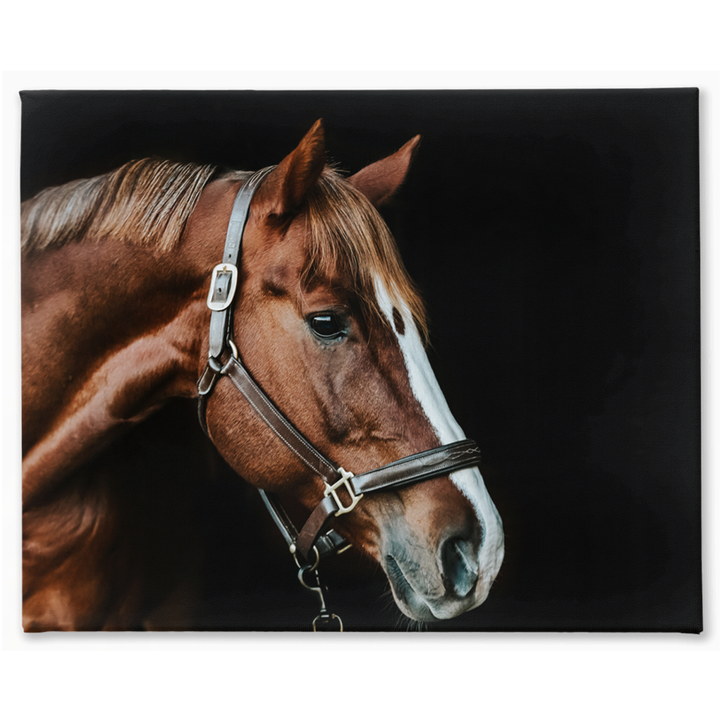Django Series 5, Stretched Canvas