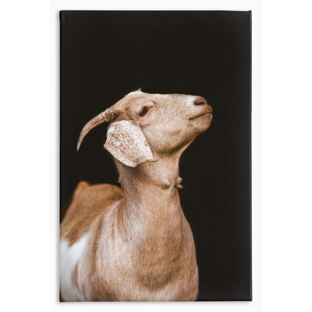 Happy Goat Series 2, Stretched Canvas