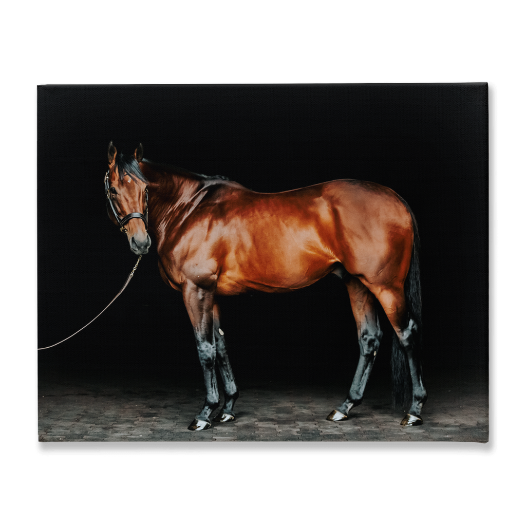 American Pharoah Series 1, Stretched Canvas