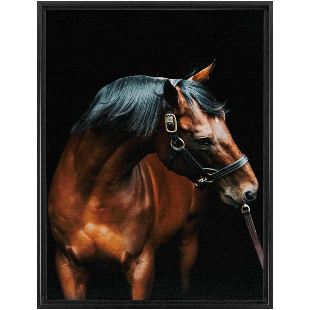 American Pharoah Series 3, Framed Canvas