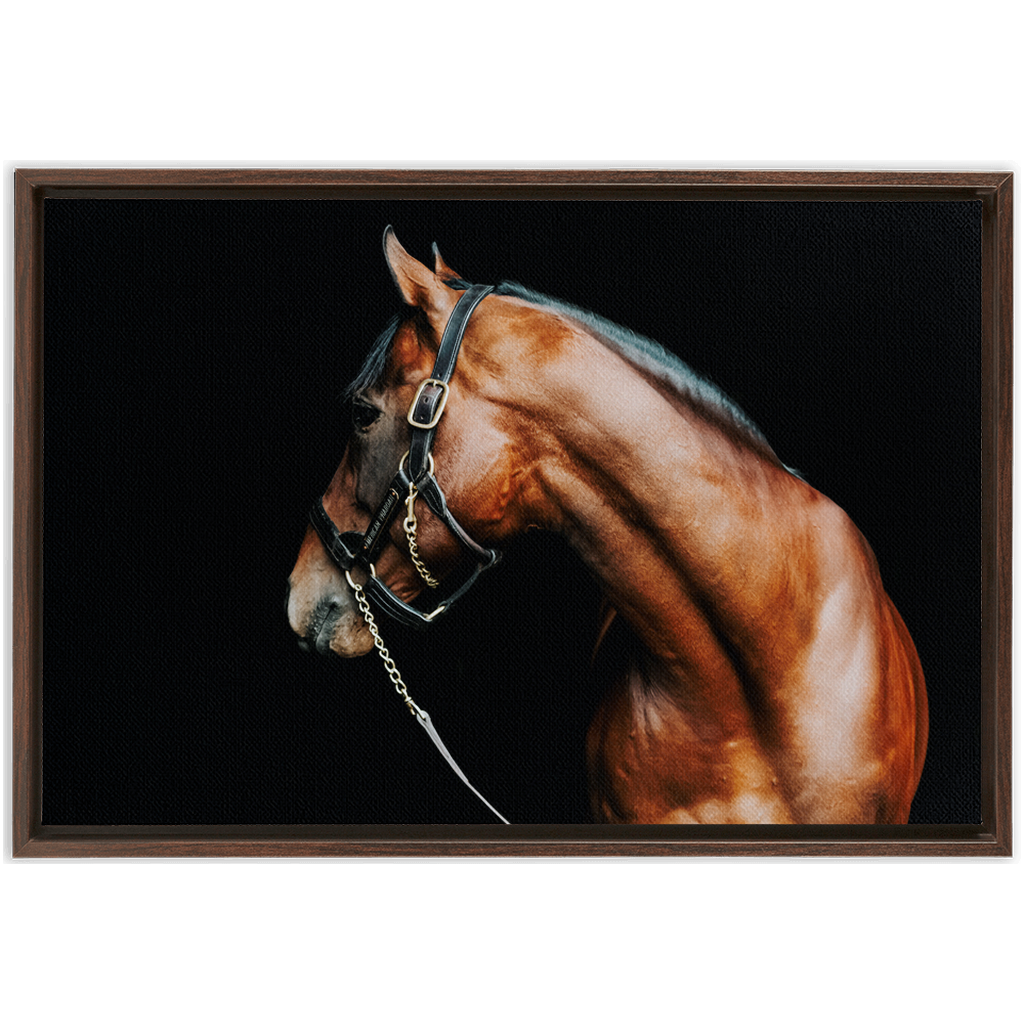 American Pharoah Series 5, Framed Canvas