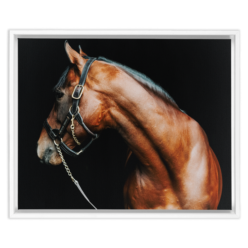 American Pharoah Series 5, Framed Canvas