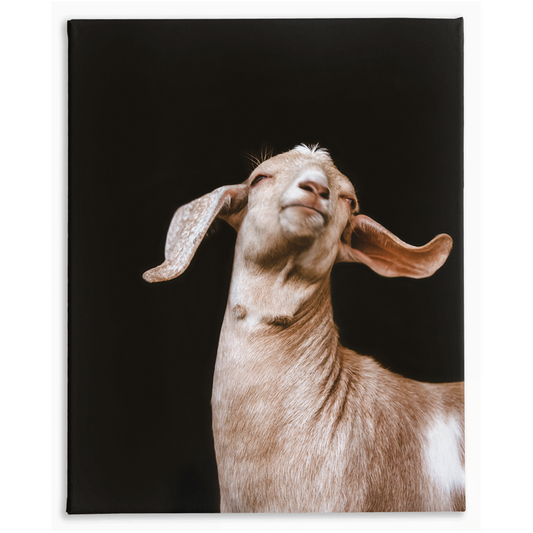 Happy Goat Series 1, Stretched Canvas