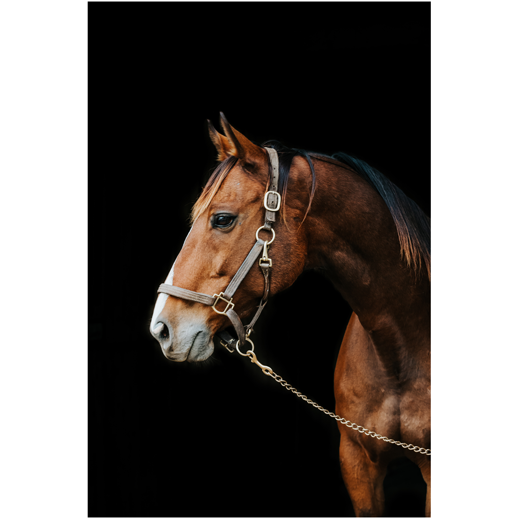 Majestic Series 4, print