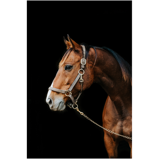 Majestic Series 4, print