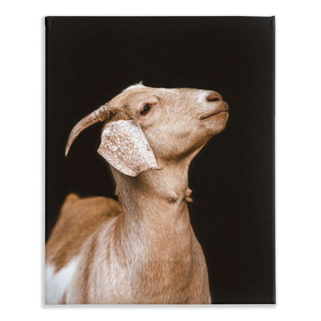 Happy Goat Series 2, Stretched Canvas