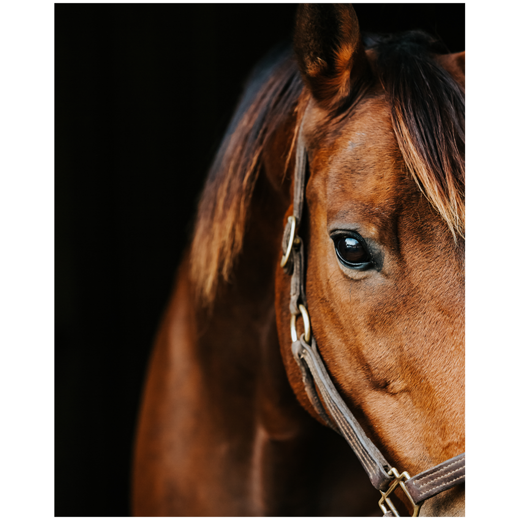 Majestic Series 3, Print